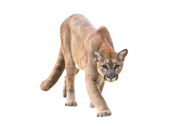 Puma isolated — Stock Photo, Image