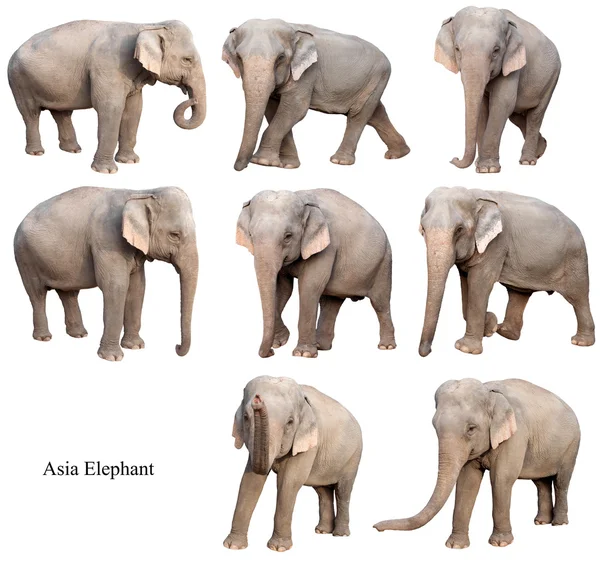 Női Ázsia elefánt elszigetelt — Stock Fotó