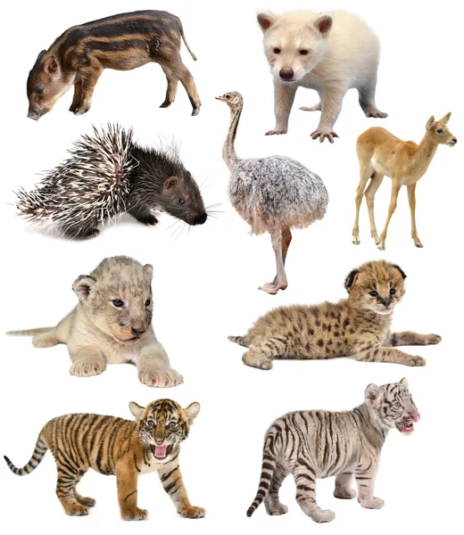 Baby animals collection — Stock Photo, Image