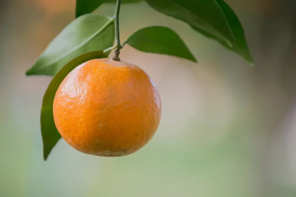 Fresh orange — Stock Photo, Image