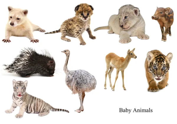 婴儿动物集合 图库图片