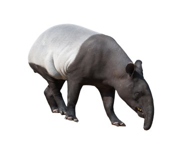 Malaya tapiri veya Asya tapir izole
