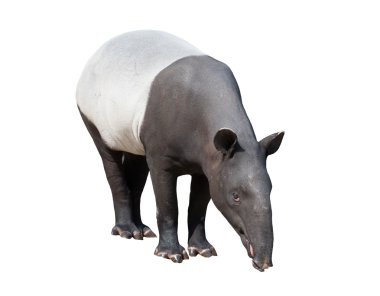 Malaya tapiri veya Asya tapir izole