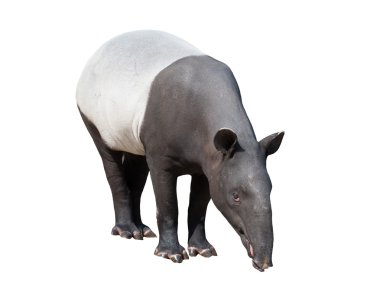 Malayan tapir or Asian tapir isolated clipart
