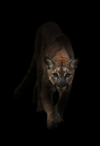 Puma dans le noir — Photo