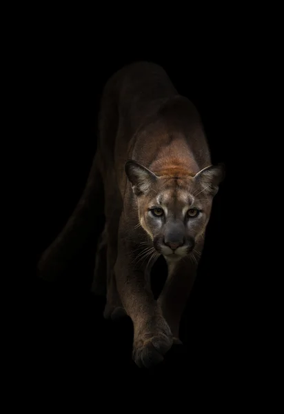 Puma karanlıkta