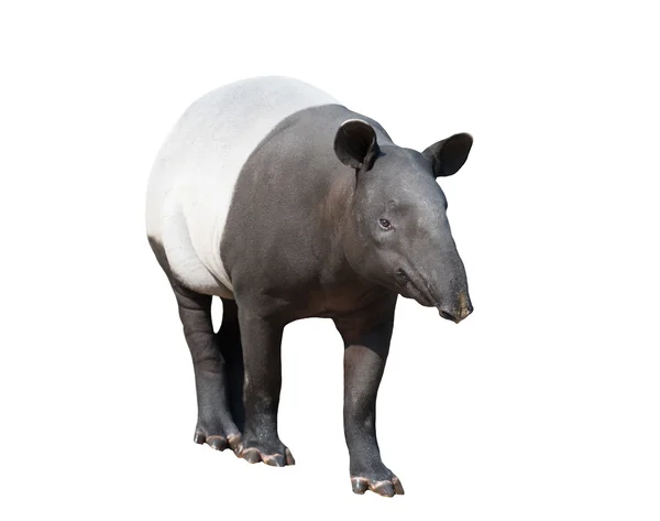 Tapir malaio ou tapir asiático isolado — Fotografia de Stock