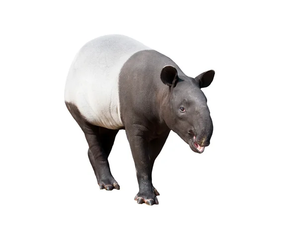 Tapira lub Asian tapir na białym tle — Zdjęcie stockowe
