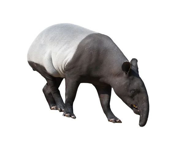 Tapir malaio ou tapir asiático isolado — Fotografia de Stock