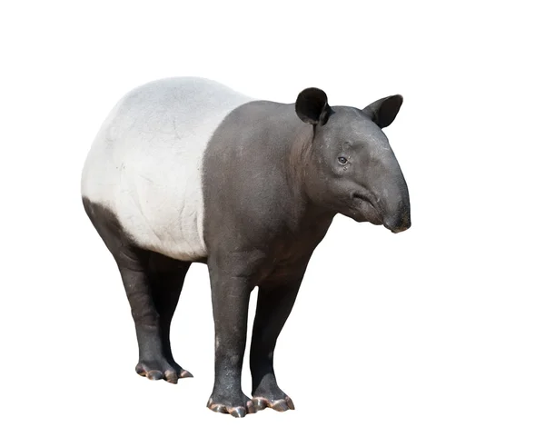 Malaj tapir eller asiatiska tapir isolerade — Stockfoto