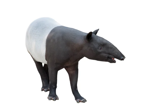 Tapir malaio ou tapir asiático isolado — Fotografia de Stock