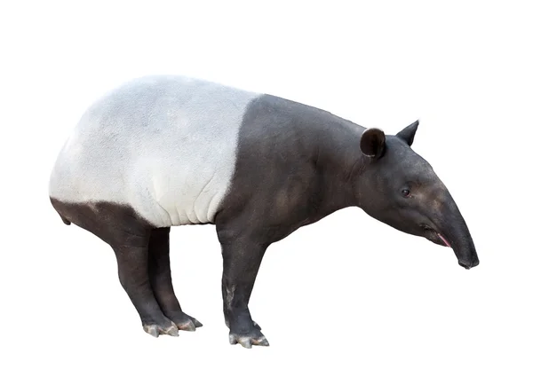 Tapir malaio ou tapir asiático isolado — Fotografia de Stock