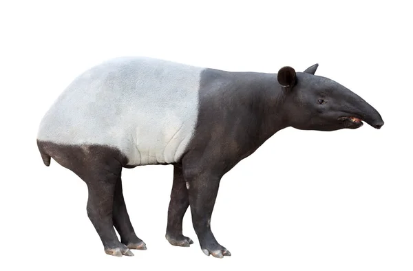 Tapir malaio ou tapir asiático isolado — Fotografia de Stock