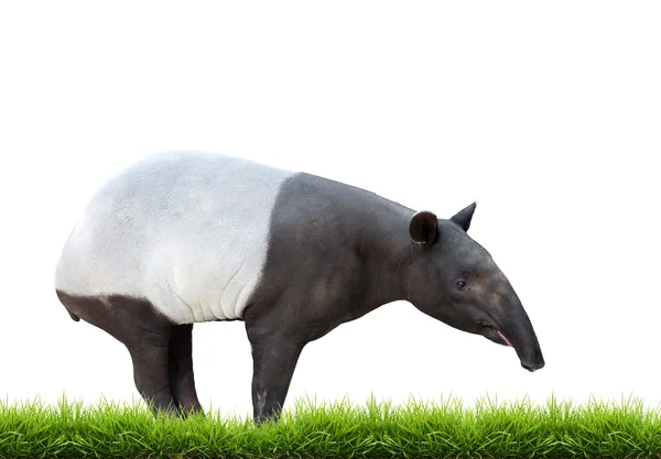 Malaysischer Tapir oder asiatischer Tapir isoliert — Stockfoto