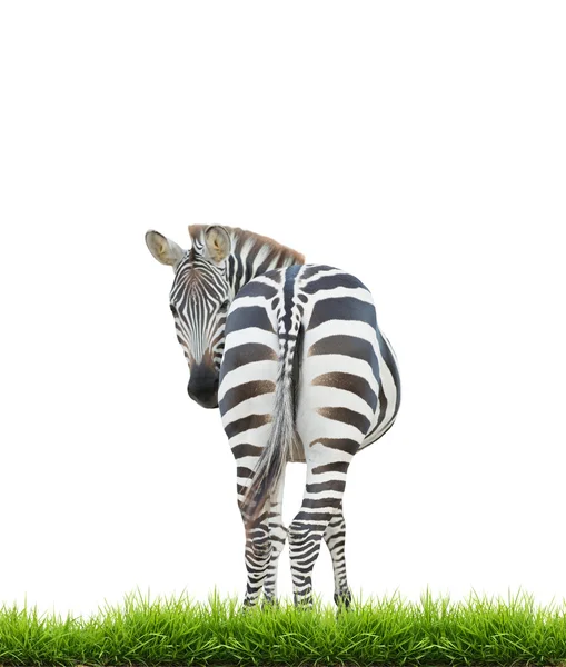 Zebra med grönt gräs isolerade — Stockfoto