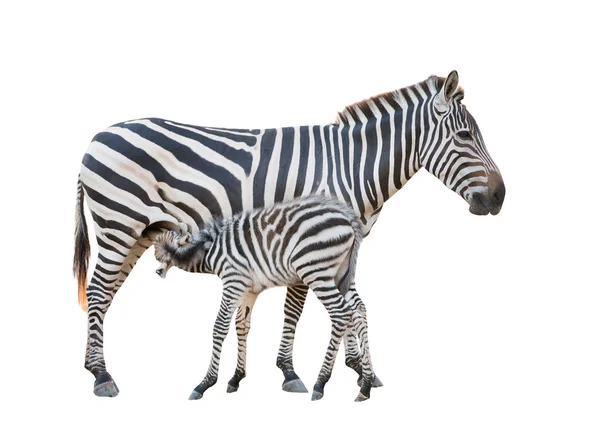 Zebra was breastfeeding — Stock Photo, Image