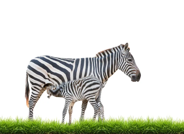 Zebra stava allattando. — Foto Stock