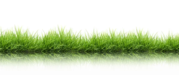 Iarbă verde proaspăt de primăvară izolată — Fotografie, imagine de stoc