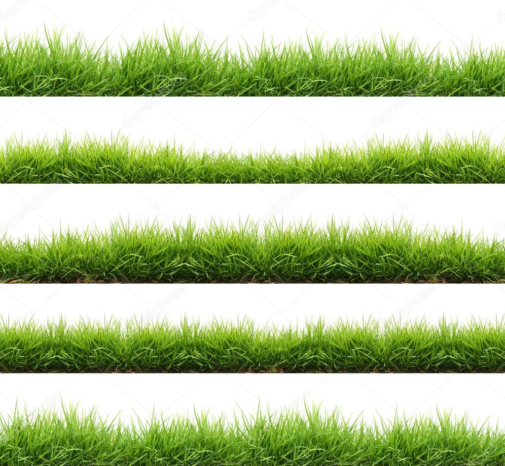 fresh spring green grass isolated 