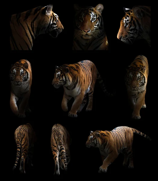 Bengal tiger  in the dark — Stock Photo, Image