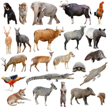 asia animals isolated clipart