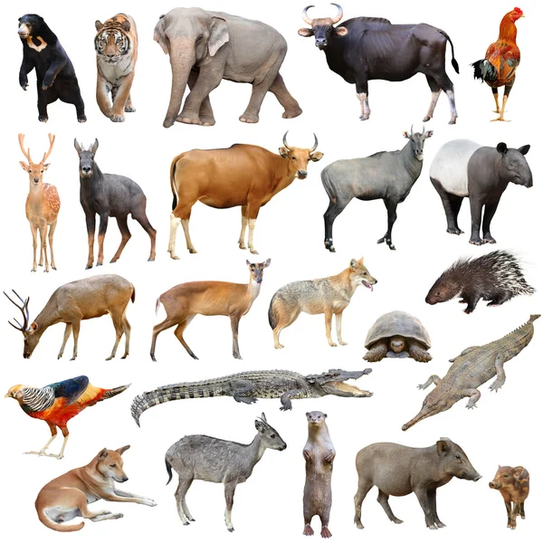 Aziatische dieren geïsoleerd — Stockfoto