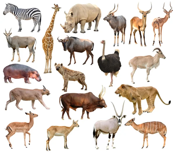 Африка тварин — стокове фото
