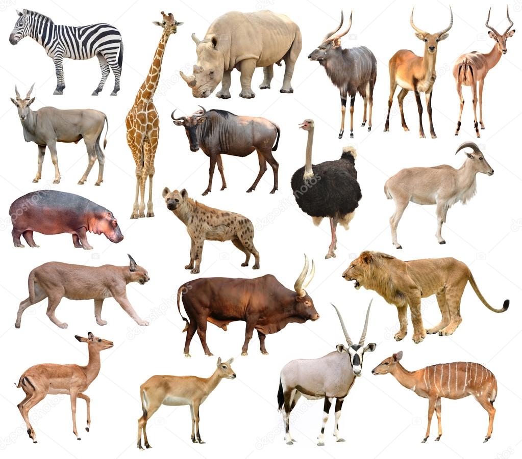 africa animals