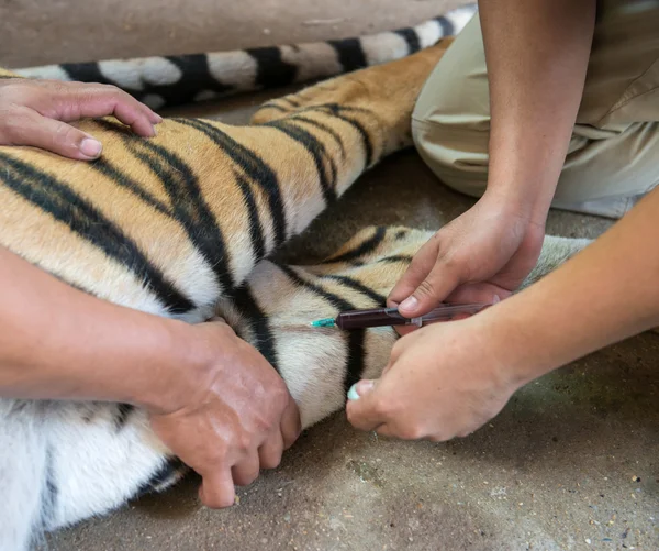 獣医と飼育係の採血を取得 — ストック写真