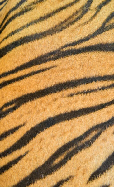 Bengaalse tijger bont — Stockfoto