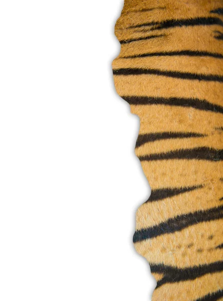 Pele de tigre no fundo branco — Fotografia de Stock