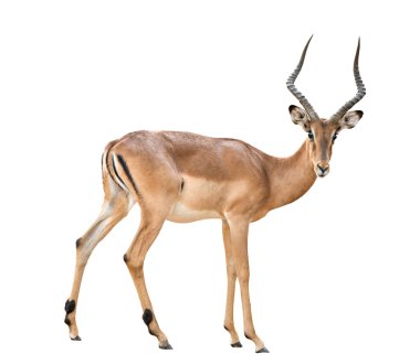 erkek Impala izole