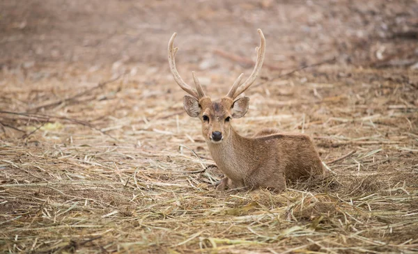 Male hog deer — Stock Photo, Image