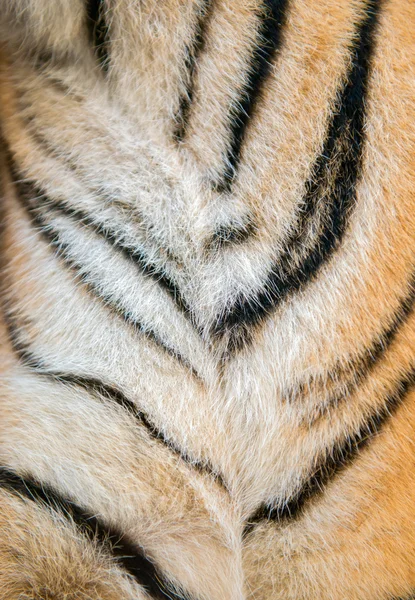 Bengalisches Tigerfell — Stockfoto