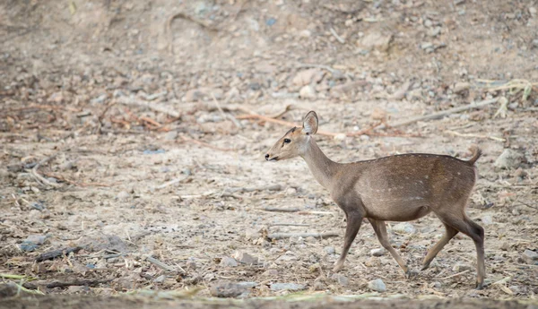 Female hog deer — Stock Photo, Image