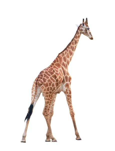 Giraffe geïsoleerd — Stockfoto