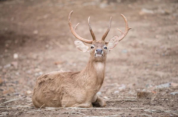 Cervo da reddito maschile — Foto Stock