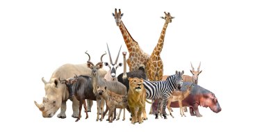 Afrika Hayvanlar grubu