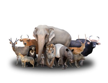 Asya Hayvanlar grubu