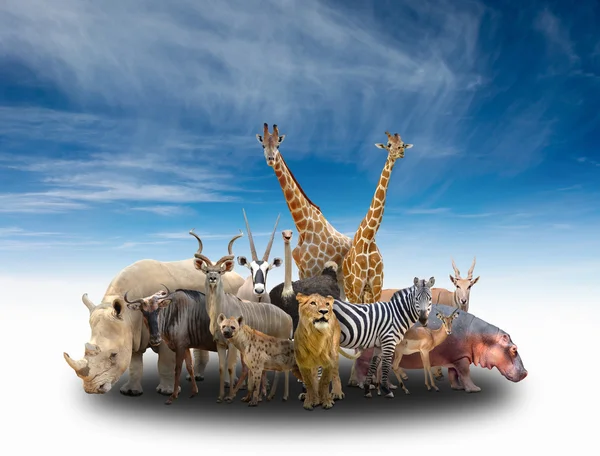 Gruppe afrikanischer Tiere — Stockfoto