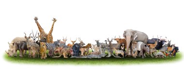 animal of the world  clipart