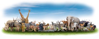 animal of the world  clipart