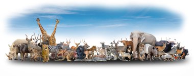 animal of the world clipart