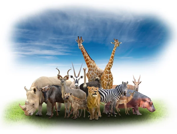 Gruppe afrikanischer Tiere — Stockfoto