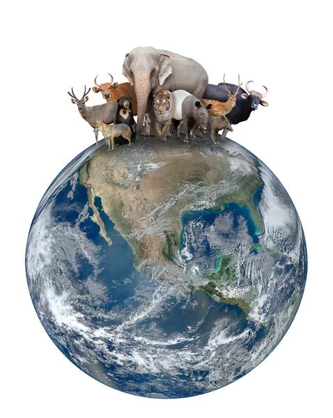 Group of asia animal with planet earth — Stock Photo, Image