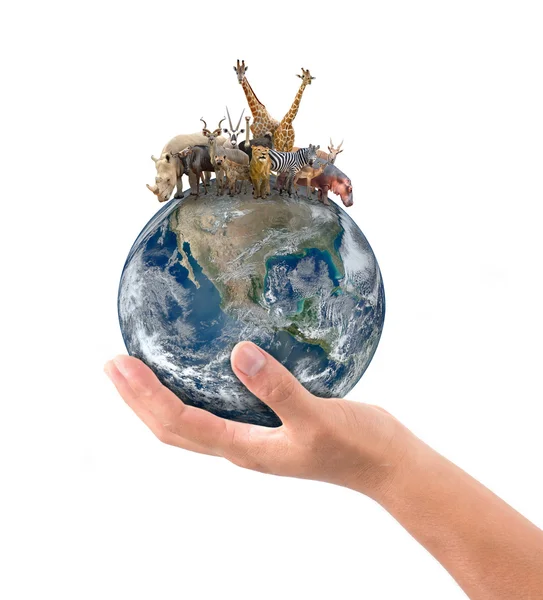 Hand hold animal on the earth — Stock Photo, Image