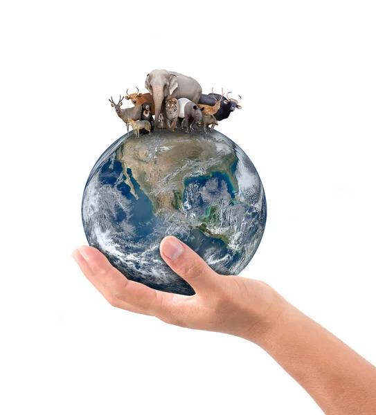 Hand hold animal on the earth — Stock Photo, Image