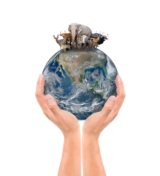 Hand hold animal on the earth — Stock Photo, Image