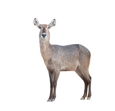 waterbuck isolated clipart