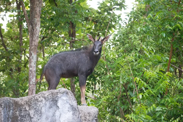 Serow che penzola sulla roccia — Foto Stock